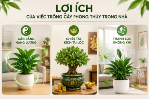 Lợi ích của việc trồng cây phong thủy trong nhà